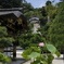 建長寺の蓮の花