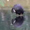 鳥