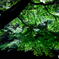 2020 夏 英彦山の森 #2