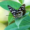 木陰で休憩‥ゴマダラチョウ