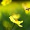 fancy yellow