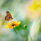 Chasing flowers　2