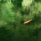涼の池