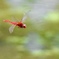 霞む蓮池を飛ぶトンボ