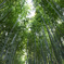 真福寺（愛知県岡崎市）竹林