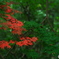 晩夏紅