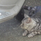 P1240209　お隣のネコ君