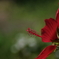 灼熱の花