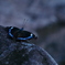 昆虫 20082411