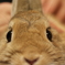 うさぎ年なので^^