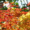 紅黄葉