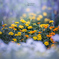 marigold