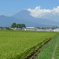 P1240554　9月9日 富士山と田んぼ