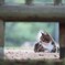 猫の横顔
