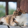 猫の横顔