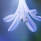 summer blue