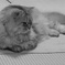 P1240232　華さん
