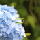 紫陽花