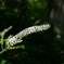 花 2008281