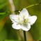 花 2008285