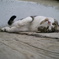 我が家の猫です