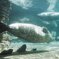 鴨川水族館にて