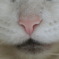 ねこのはな