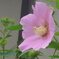 P1240267　芙蓉