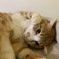 必殺！にゃにゃにゃにゃーん！