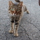 野良猫