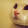 うちのこ