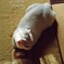 なんだい？