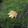 苔と紅葉