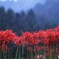 彼岸花