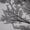 鹿児島大雪