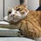 ほどよいにゃー。