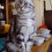 せいかつかんまるだしのなかにひかる、