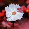 秋桜