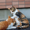 野良猫