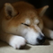 起こさないように