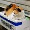 さんまを売る猫
