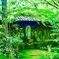 京都蓮華寺にて（2）