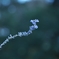 hana1