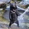 奥飛騨クマ牧場　水浴び