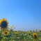 38℃
