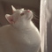 ぎんぎん
