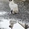 cat