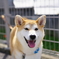 愛犬「こむぎ」