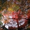 視界は全て紅葉なり