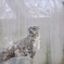 王子動物園のSnowLeopard